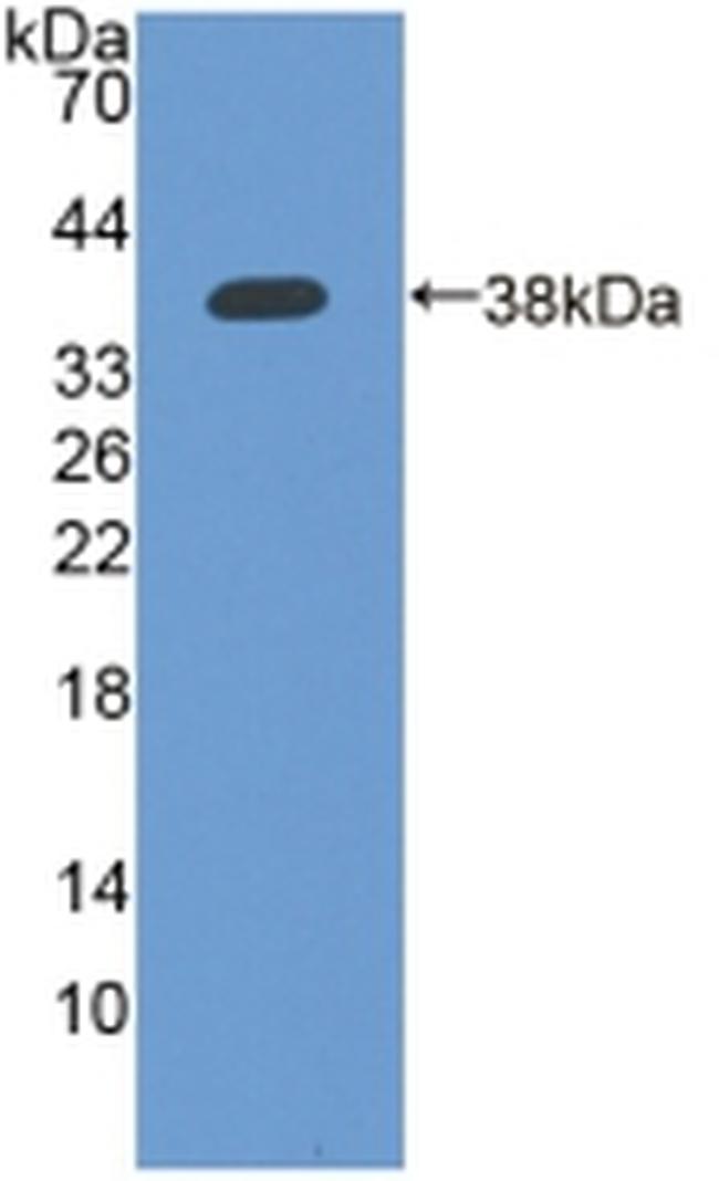 IFI35 Antibody in Western Blot (WB)