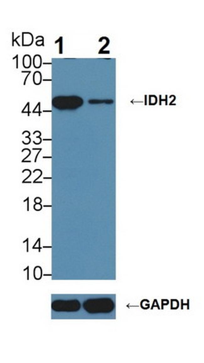 IDH2 Antibody in Western Blot (WB)