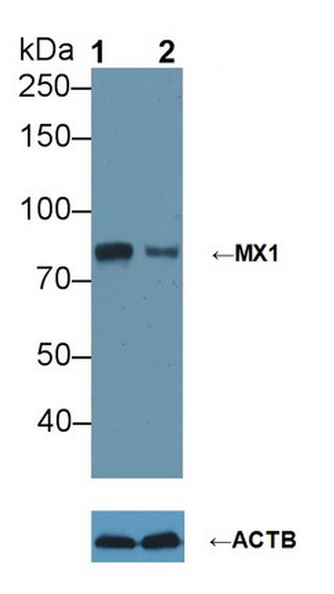 MX1 Antibody in Western Blot (WB)