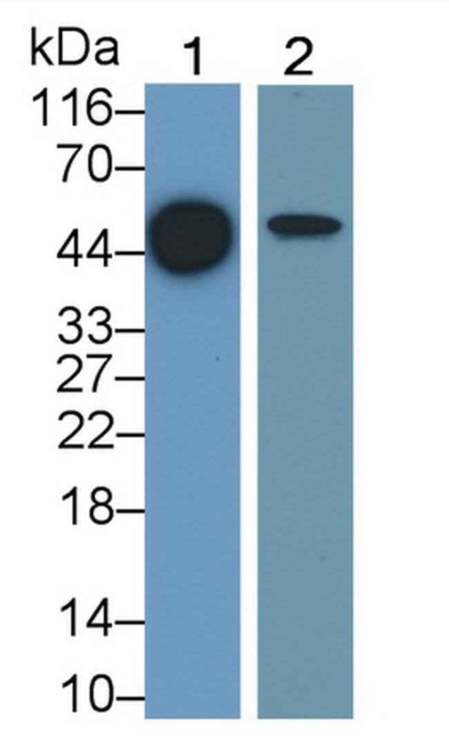 ORM2 Antibody in Western Blot (WB)