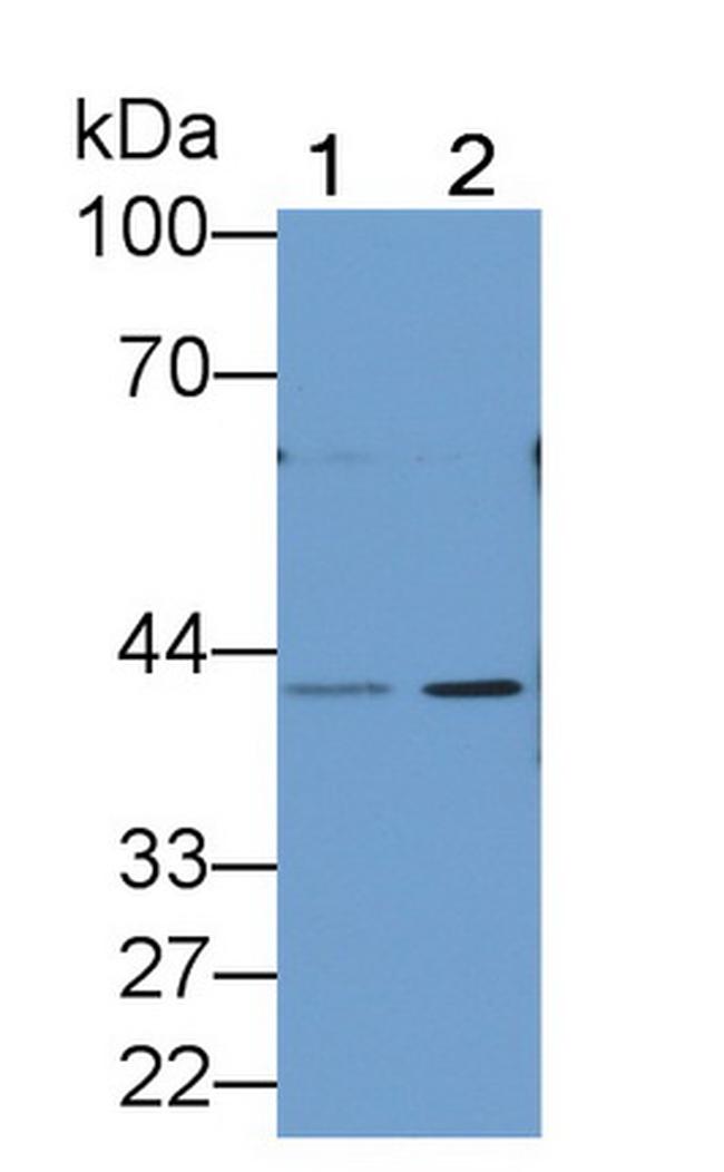 PGA5 Antibody in Western Blot (WB)