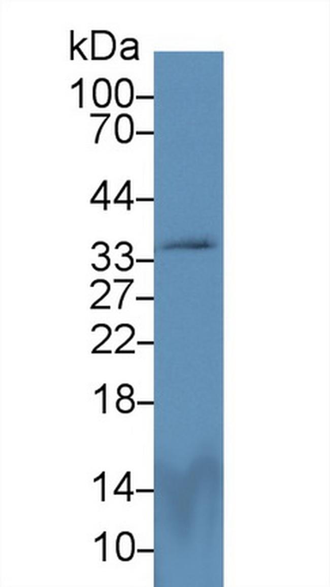 PEX2 Antibody in Western Blot (WB)