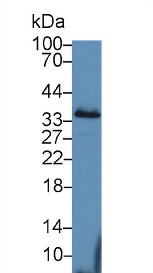 PEX2 Antibody in Western Blot (WB)