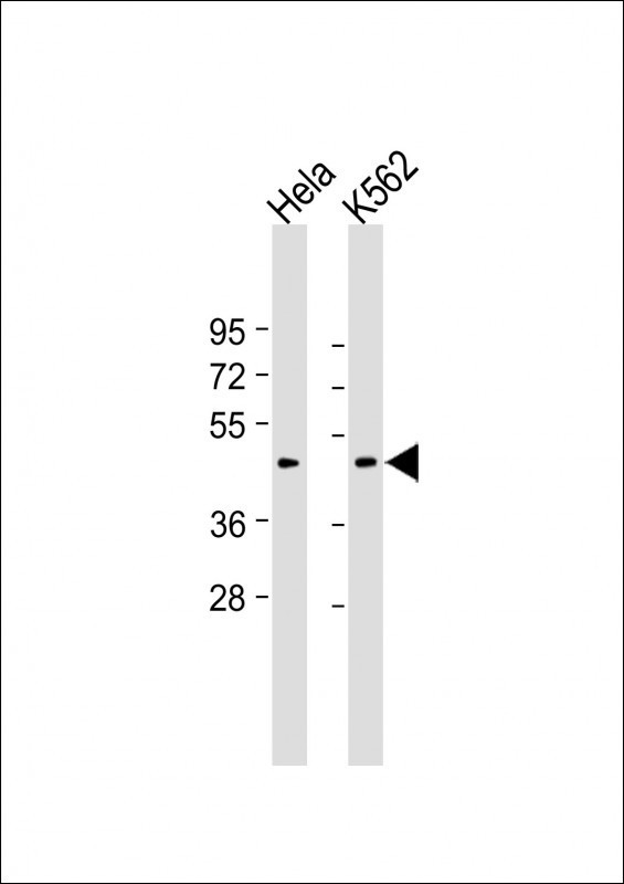 Myostatin Antibody in Western Blot (WB)