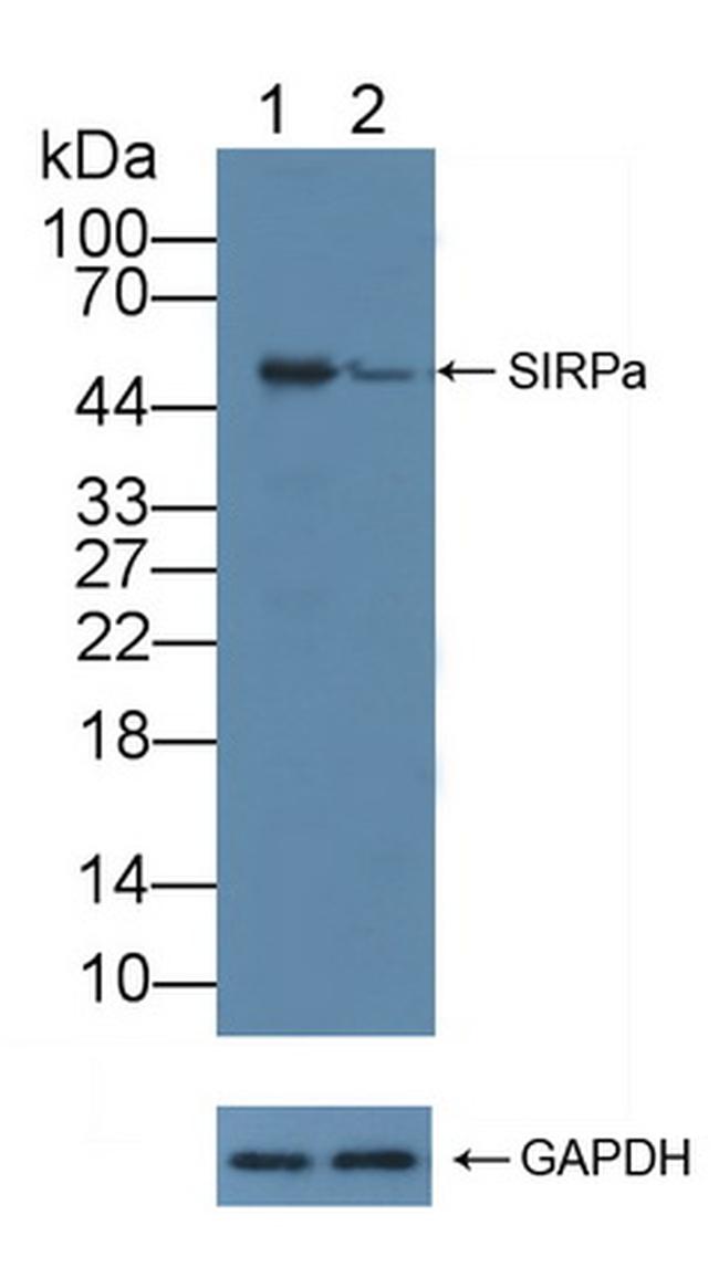 SIRP alpha Antibody in Western Blot (WB)