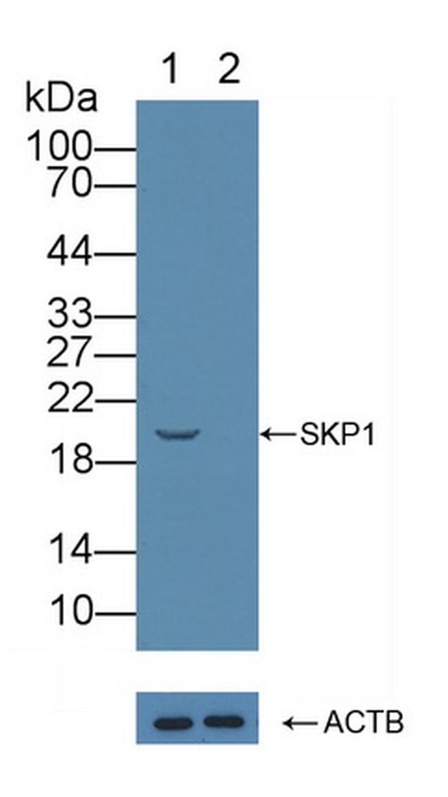 SKP1 Antibody in Western Blot (WB)