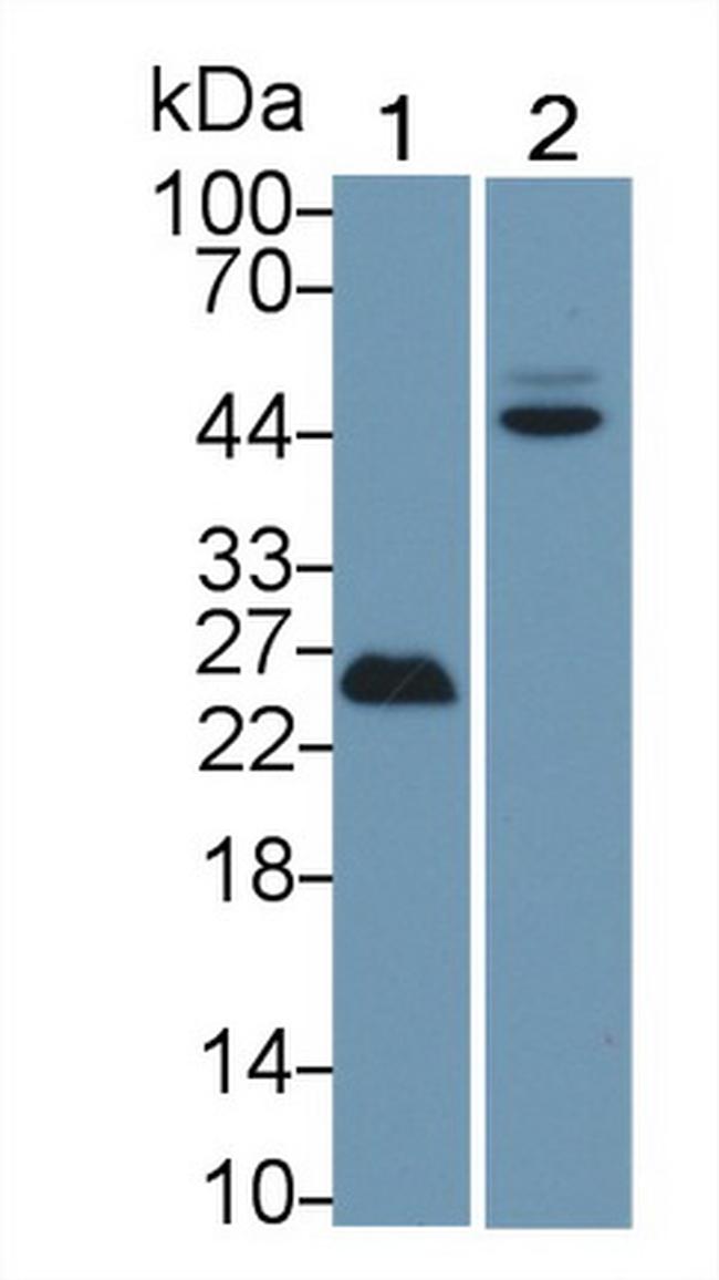 p53 Antibody in Western Blot (WB)