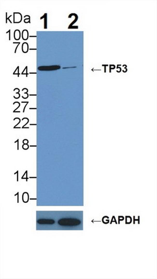 p53 Antibody in Western Blot (WB)