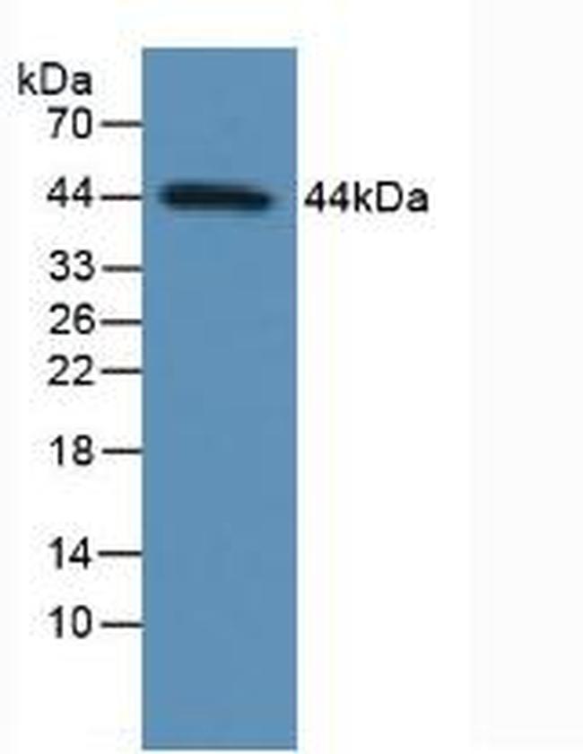 p53 Antibody in Western Blot (WB)