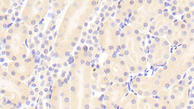 VWA1 Antibody in Immunohistochemistry (Paraffin) (IHC (P))