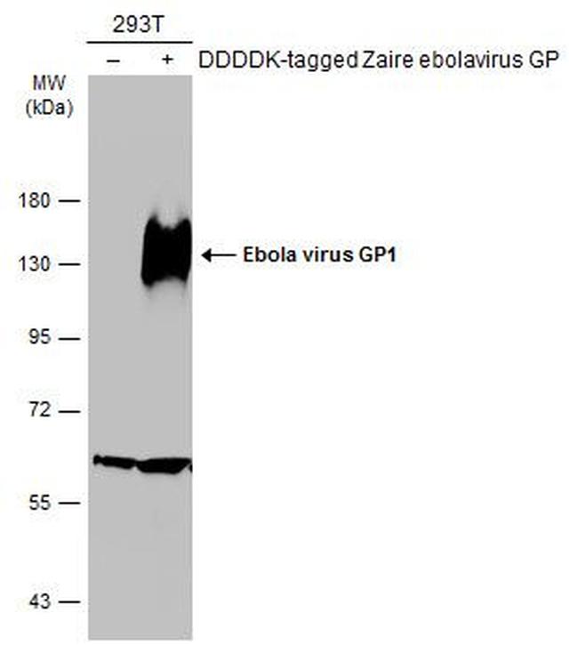 Ebola Virus GP1 Antibody in Western Blot (WB)