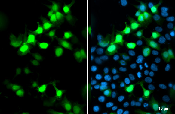 S-peptide Epitope Tag Antibody in Immunocytochemistry (ICC/IF)