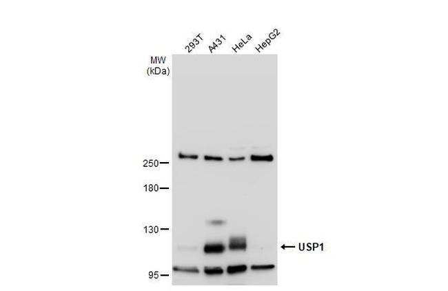 USP1 Antibody in Western Blot (WB)