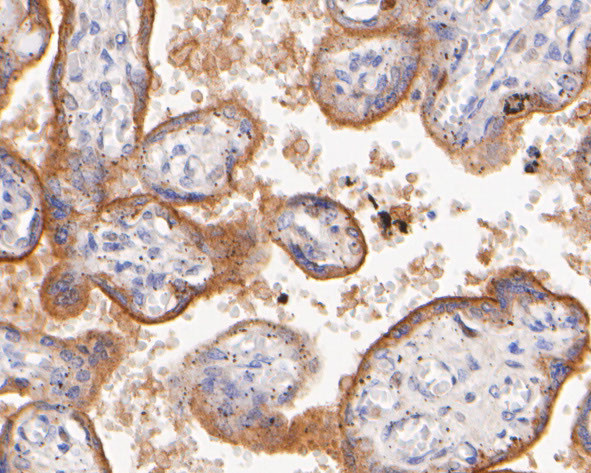 SYNDIG1 Antibody in Immunohistochemistry (Paraffin) (IHC (P))