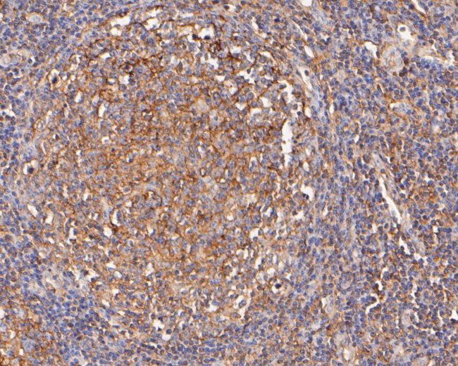 Apolipoprotein J Antibody in Immunohistochemistry (Paraffin) (IHC (P))