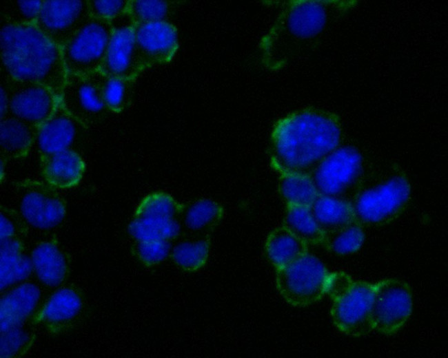 Contactin 2 Antibody in Immunocytochemistry (ICC/IF)