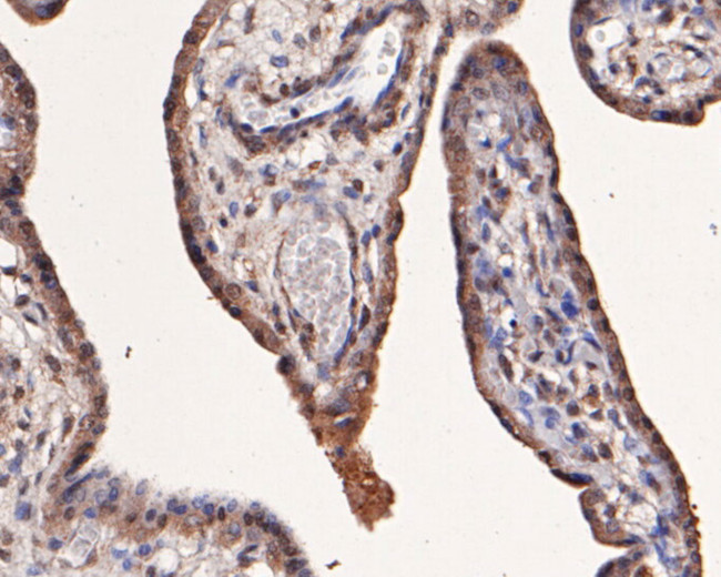 Munc13-4 Antibody in Immunohistochemistry (Paraffin) (IHC (P))