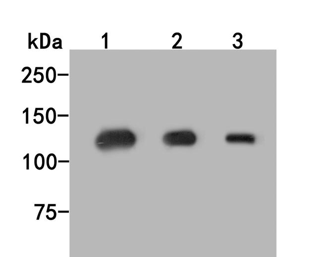 Munc13-4 Antibody in Western Blot (WB)