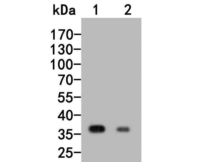 RGMA Antibody in Western Blot (WB)