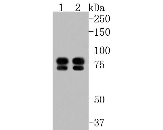 ENAH Antibody in Western Blot (WB)