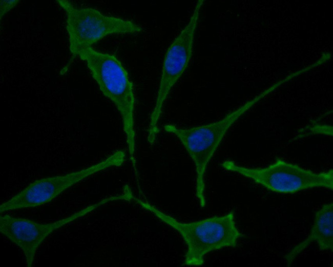 IL-7 Antibody in Immunocytochemistry (ICC/IF)