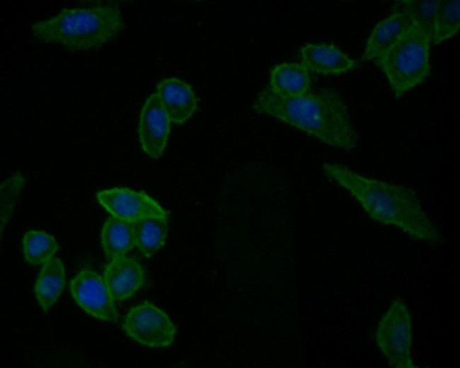 IL-7 Antibody in Immunocytochemistry (ICC/IF)