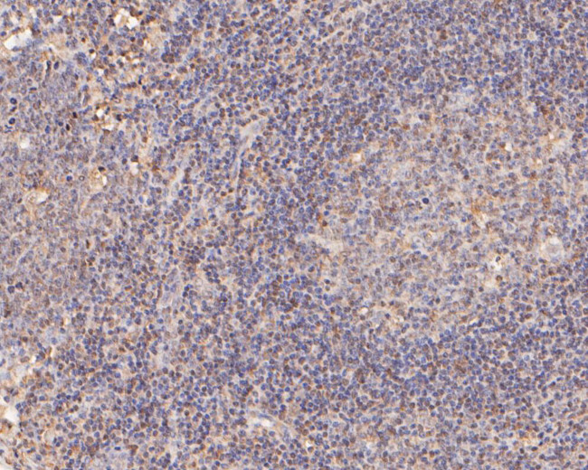 IL-7 Antibody in Immunohistochemistry (Paraffin) (IHC (P))