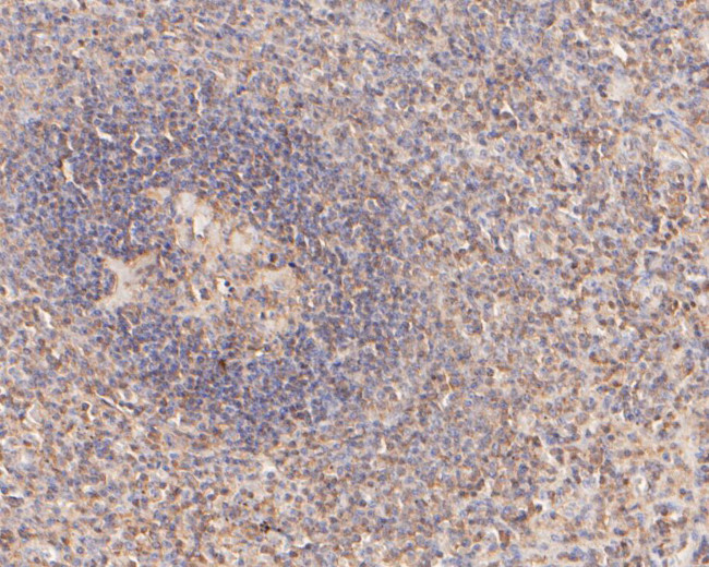 IL-7 Antibody in Immunohistochemistry (Paraffin) (IHC (P))