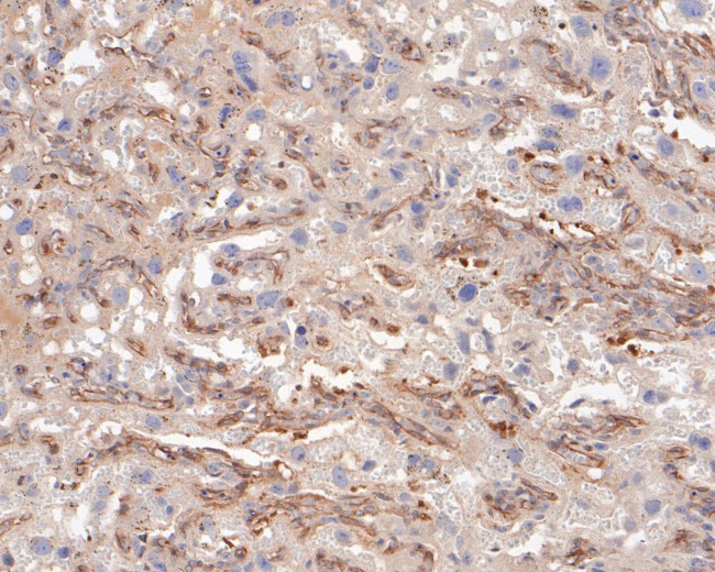 Endothelin 3 Antibody in Immunohistochemistry (Paraffin) (IHC (P))