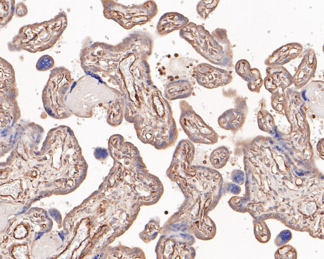 Endothelin 3 Antibody in Immunohistochemistry (Paraffin) (IHC (P))