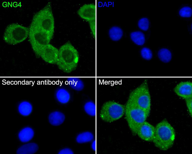 GNG4 Antibody in Immunocytochemistry (ICC/IF)