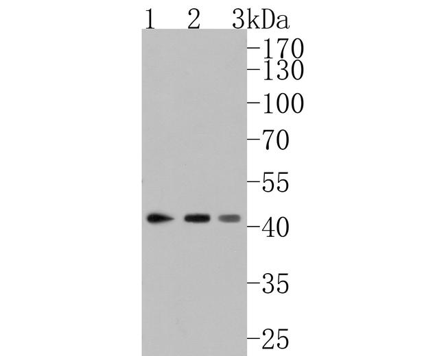 Activin A Antibody in Western Blot (WB)