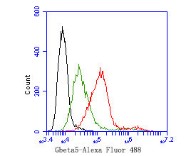 GNB5 Antibody in Flow Cytometry (Flow)