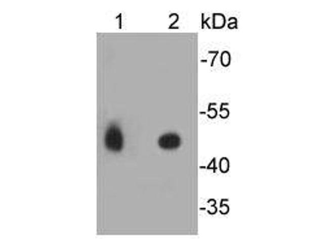FPR2 Antibody in Western Blot (WB)
