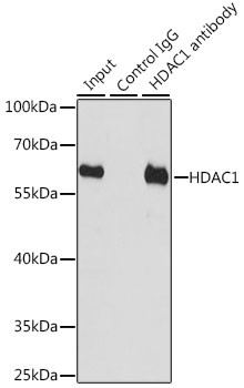 HDAC1 Antibody in Immunoprecipitation (IP)