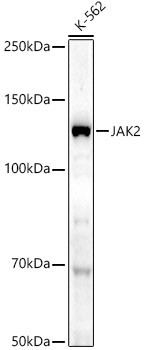 JAK2 Antibody in Western Blot (WB)