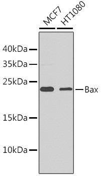 BAX Antibody in Western Blot (WB)