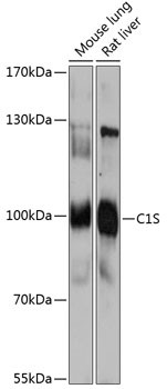 C1S Antibody in Western Blot (WB)