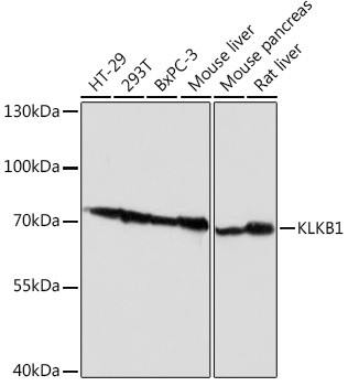 Plasma Kallikrein Antibody in Western Blot (WB)