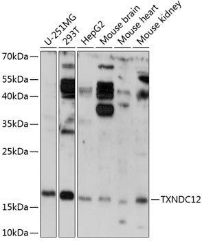 TXNDC12 Antibody in Western Blot (WB)