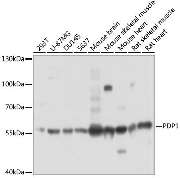 PDP1 Antibody in Western Blot (WB)
