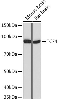 TCF4 Antibody in Western Blot (WB)