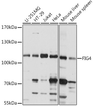 FIG4 Antibody in Western Blot (WB)