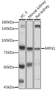 MFN1 Antibody in Western Blot (WB)