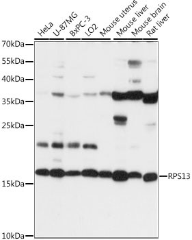 RPS13 Antibody in Western Blot (WB)