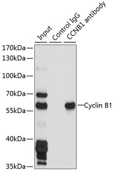 Cyclin B1 Antibody in Immunoprecipitation (IP)