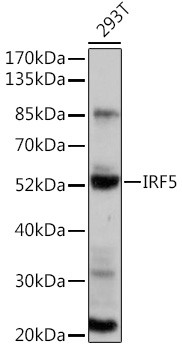 IRF5 Antibody in Western Blot (WB)