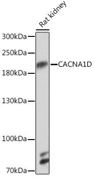 CaV1.3 Antibody in Western Blot (WB)
