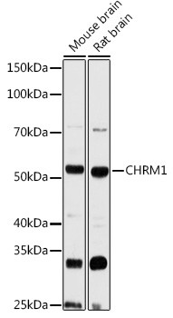 CHRM1 Antibody in Western Blot (WB)