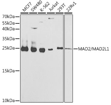 MAD2 Antibody in Western Blot (WB)